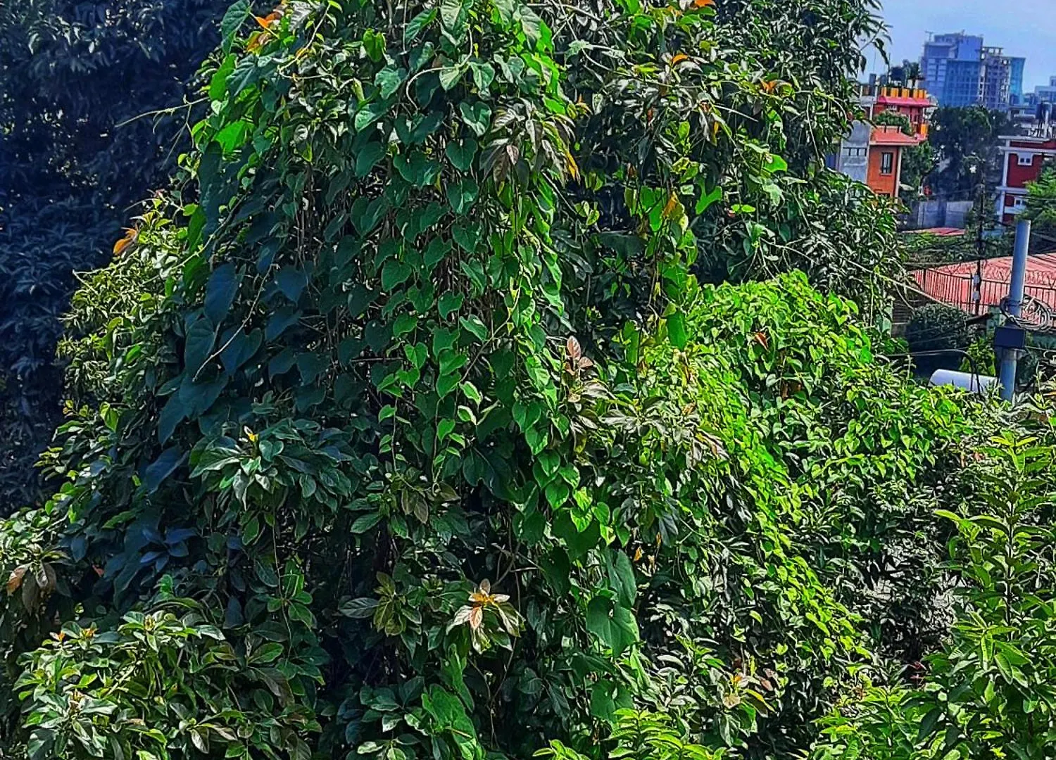 Best Hostel Kathmandu Nepal